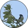 Logo Dierenspeciaalzaak Het Groene Woud