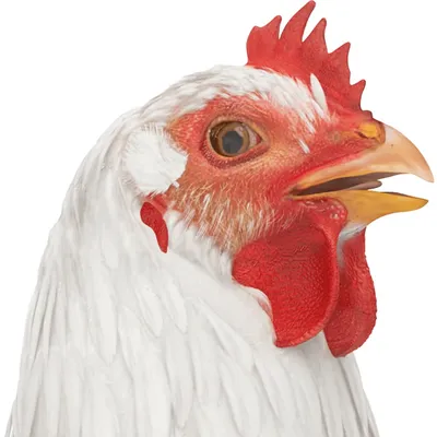 abfiph.com's icon