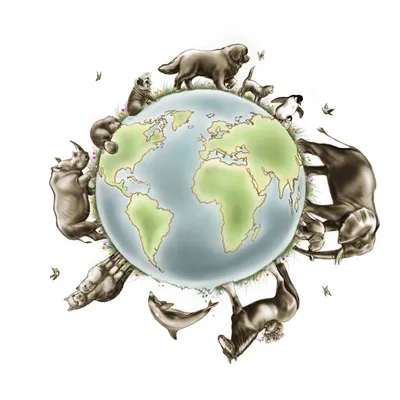 acgsvet.com's icon
