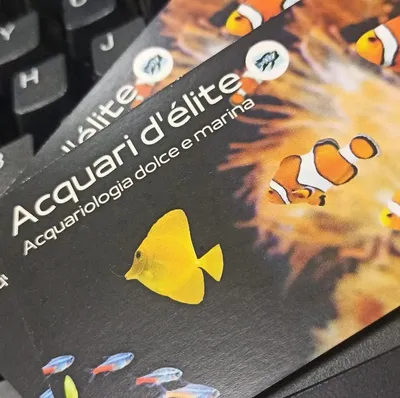 acquaridelite.com's icon