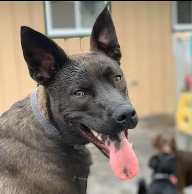 adirondackpetlodge.com's icon