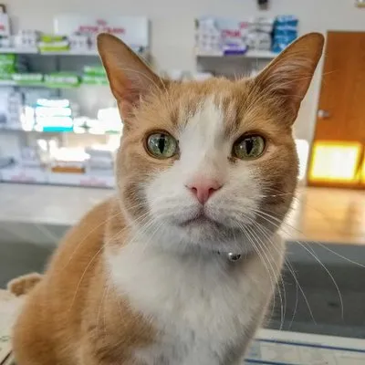 advanced-petcare.com's icon