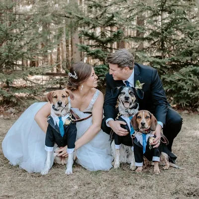 advancedanimalchiropractic.com's icon
