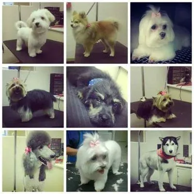 advancepetgrooming.com's icon