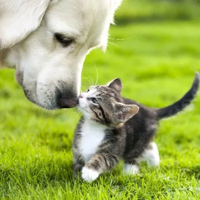 agriapet.co.uk's icon