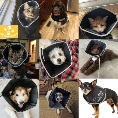 allfourpaws.com's icon