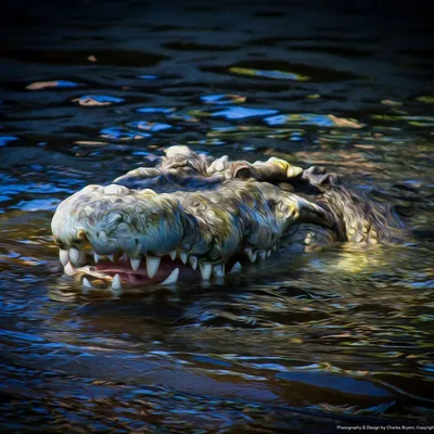 alligatoradventure.com's icon
