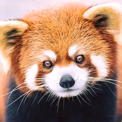 animalaxy.fr's icon
