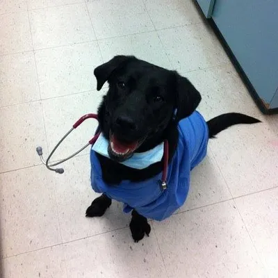 animalclinicbrooklin.com's icon