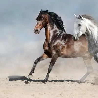 annuaire-equestre.com's icon