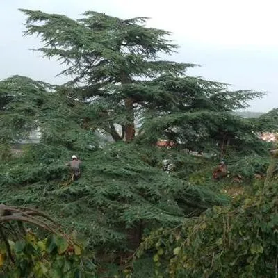 arborart.ch's icon