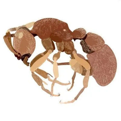 armyofinsects.com's icon