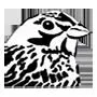 avifaunagroningen.nl's icon