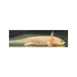 Axolotl Kleinanzeigen's brand icon