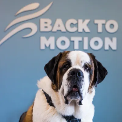 backtomotion.com's icon