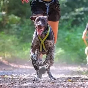 basicdog.ch's icon