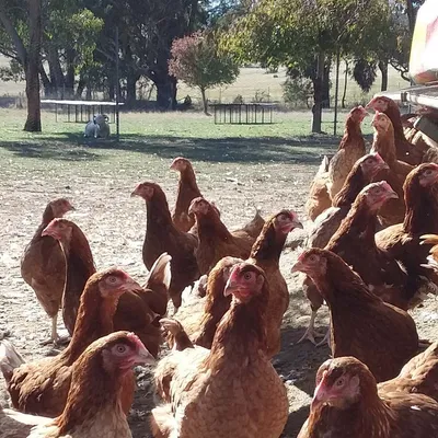 beckysfreerangehens.com.au's icon