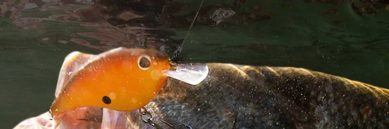 berkley-fishing banner