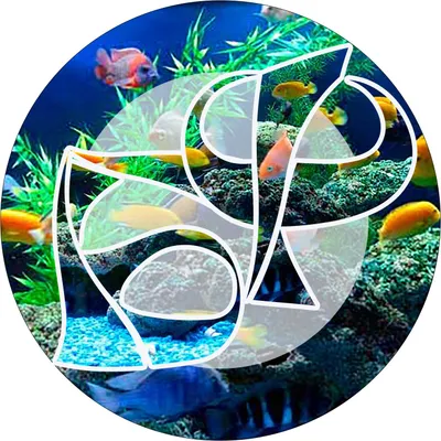 bestfish.by's icon