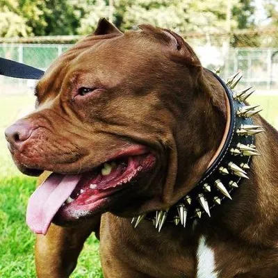 bestiacollars.com's icon