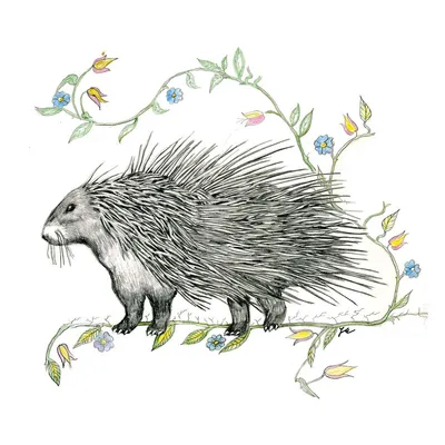 birchbarkbooks.com's icon