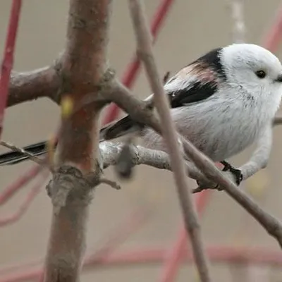 birdwatch.org.ua's icon