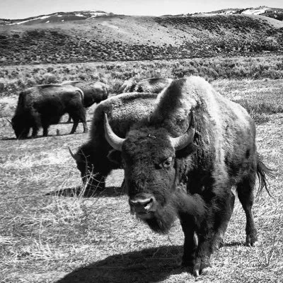 bisonunion.com's icon