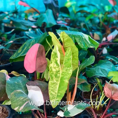 bkinterplants.com's icon