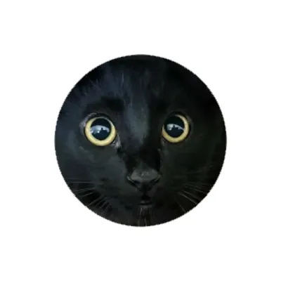 BlackKittyCards's icon
