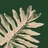 bloomscape.com logo