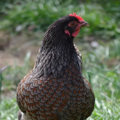 blue-house-farm.com's icon