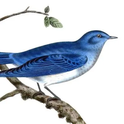 bluebirdwell.com's icon