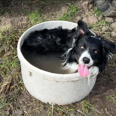 bonnydoonekennel.com's icon