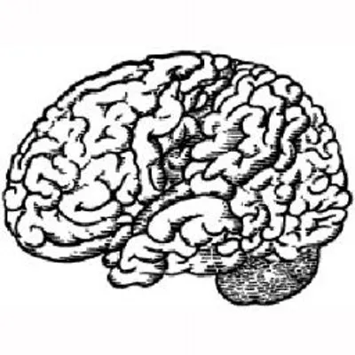 brainstore.com's icon