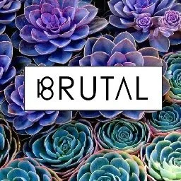 brutalcreativos.com's icon