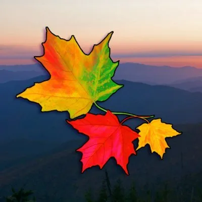cameraandacanvas.com's icon