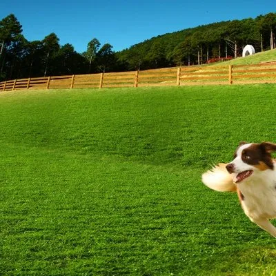 castle-pet.com's icon