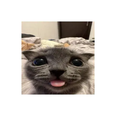 CatLeaks's icon