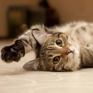 cats.com's icon