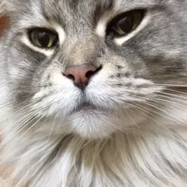 catsclinic2018.com's icon
