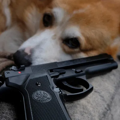 cheapairsoft.eu's icon