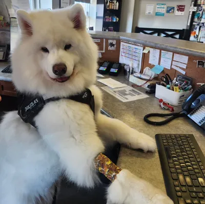 closevetclinic.com's icon