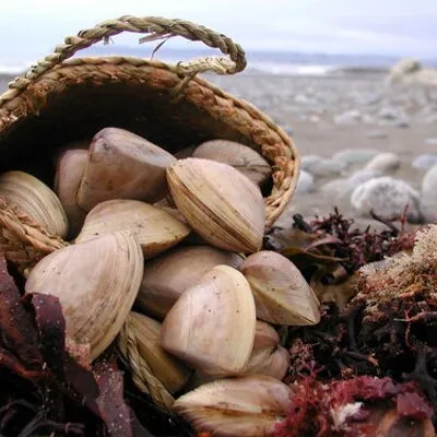 cloudybayclams.com's icon