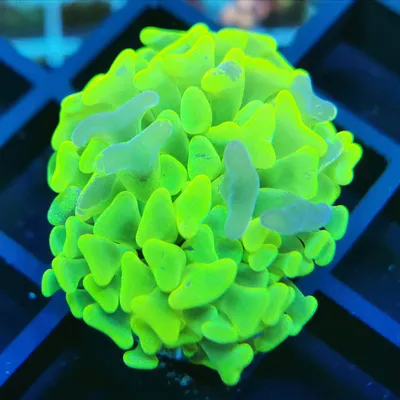 corals-reeftech.de's icon