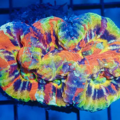 coralsdepot.com's icon