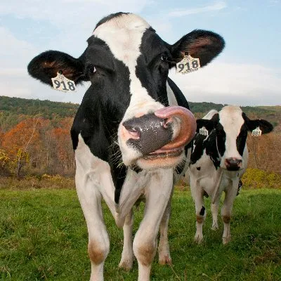 cowpots.com's icon
