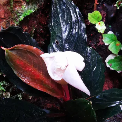 creaquarium.fr's icon