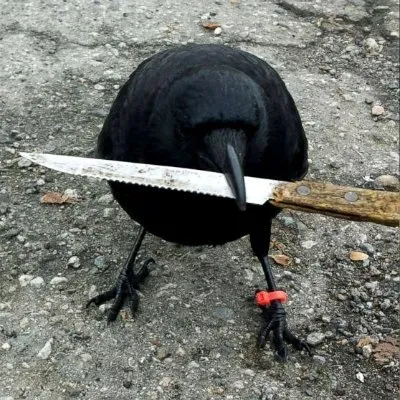 crowwithknife.com's icon