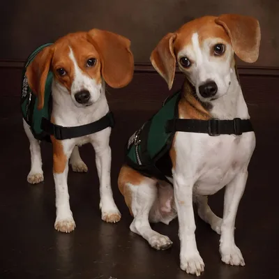 dakotabedbugdetection.com's icon