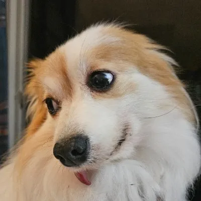 diabolicalplots.com's icon